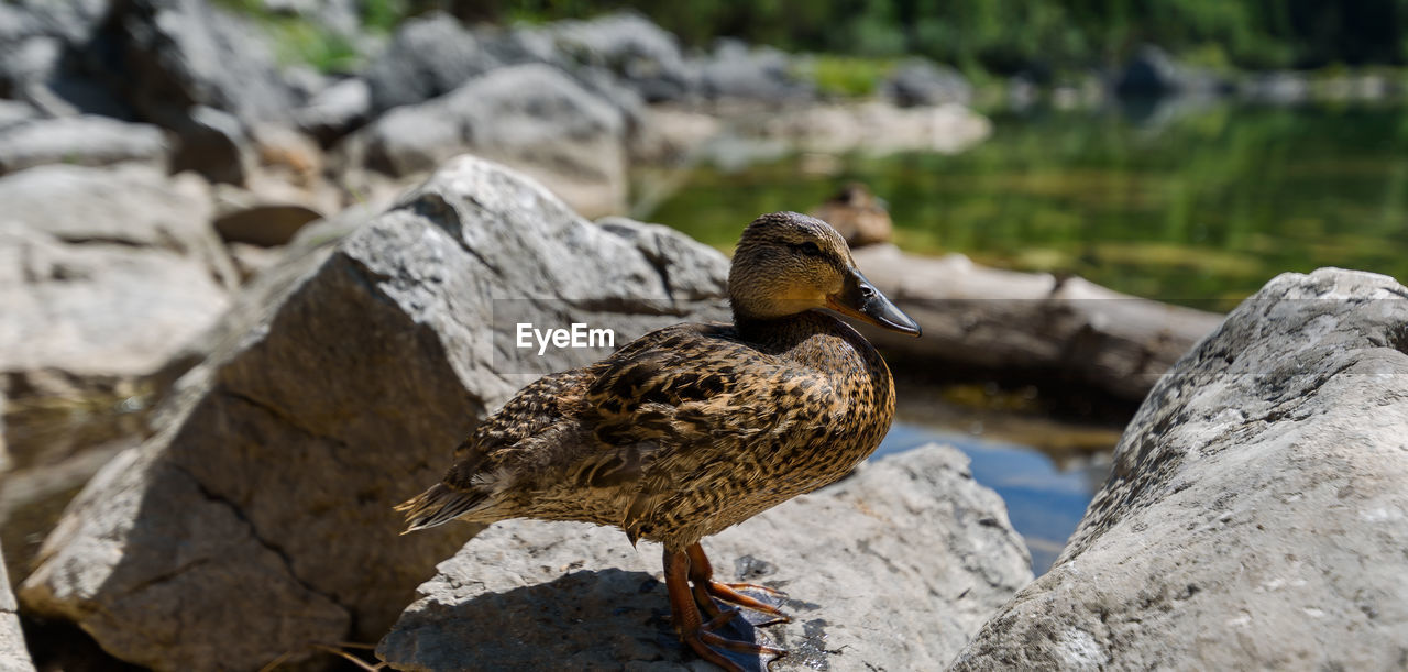 BIRDS PERCHING ON ROCK