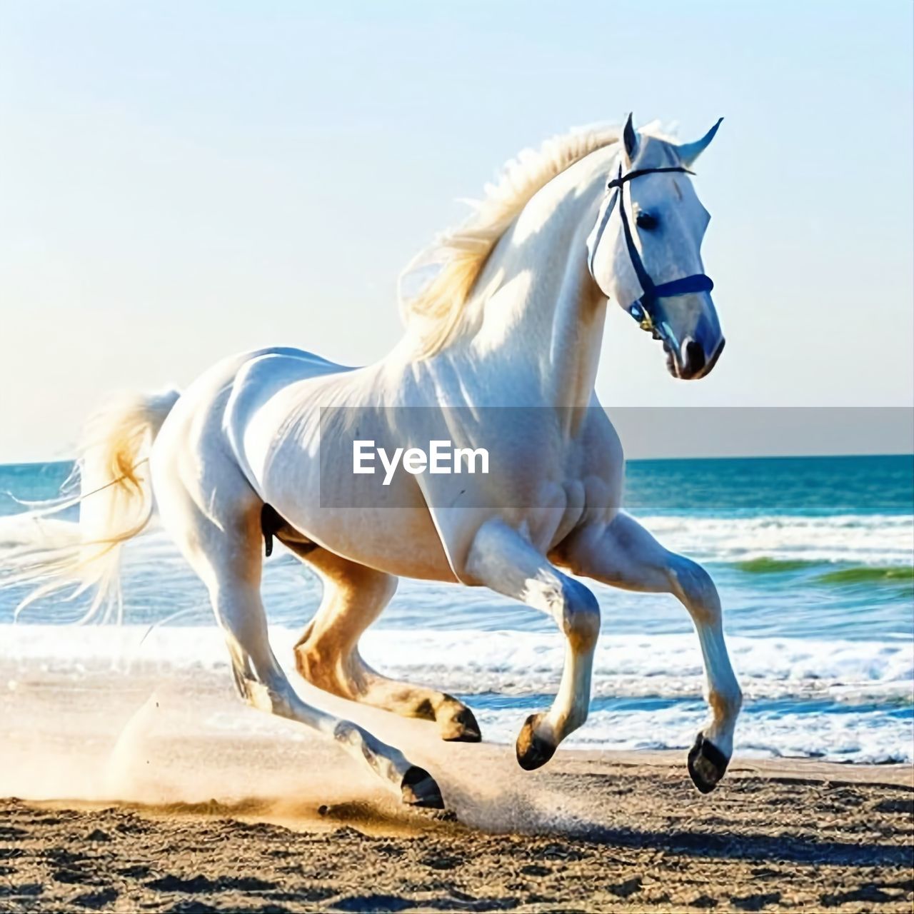 Horse standing at beach