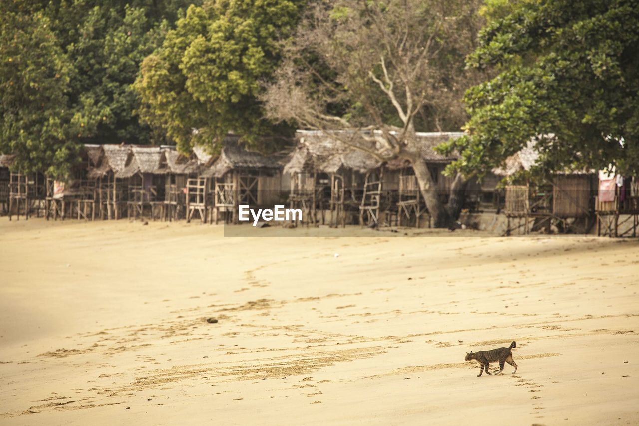 Cat walking in beach by huts