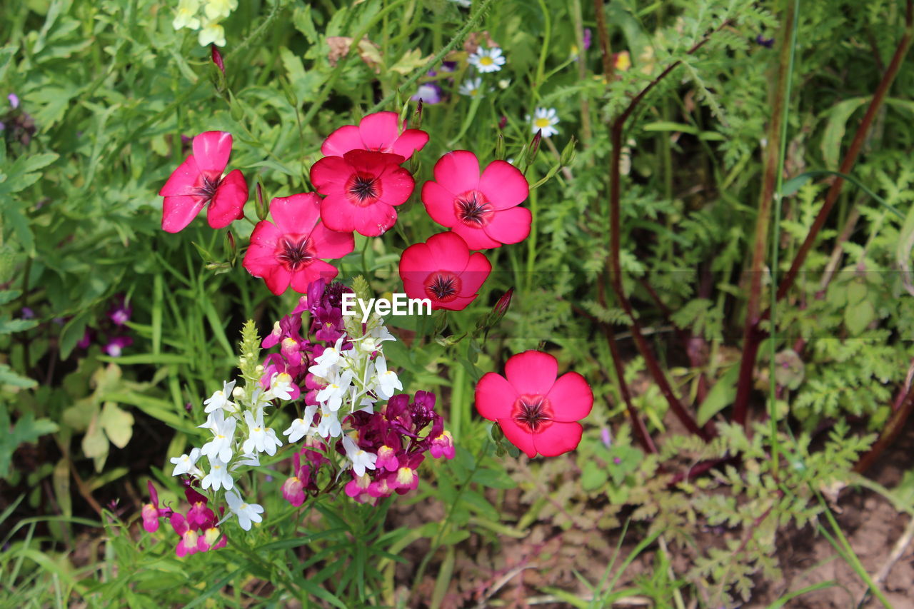 Close-up of pink flowers