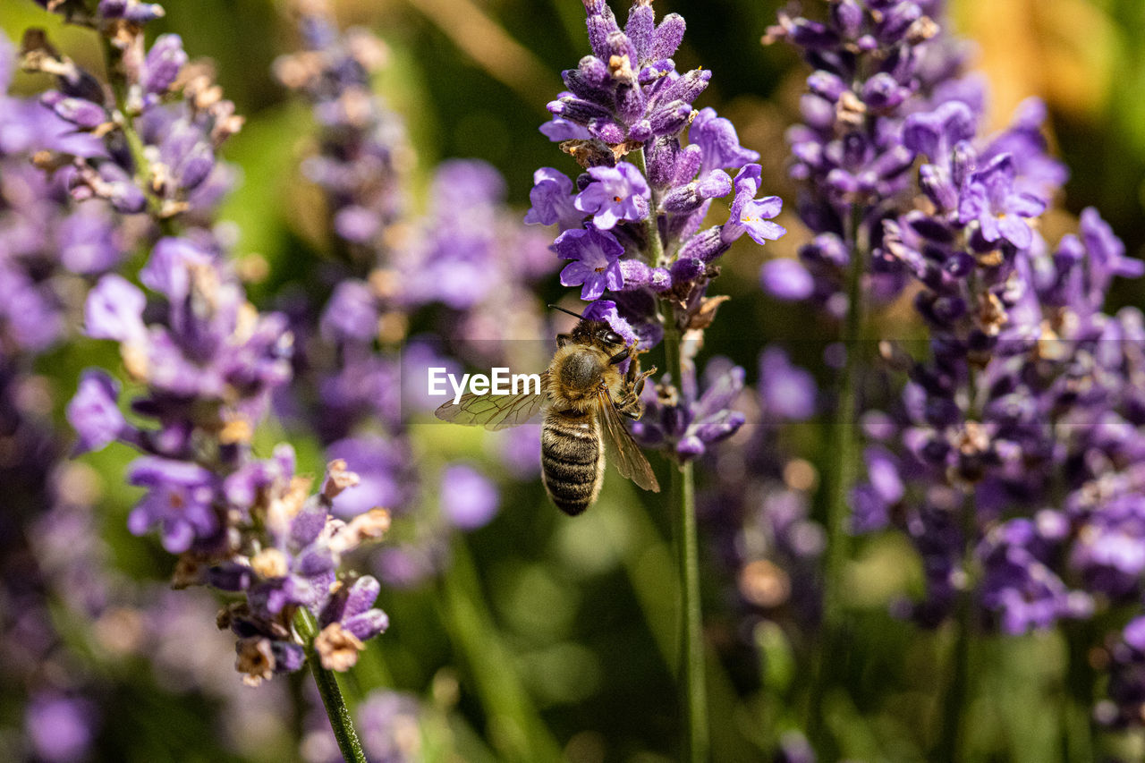 close-up of bee pollinating on purple flowers