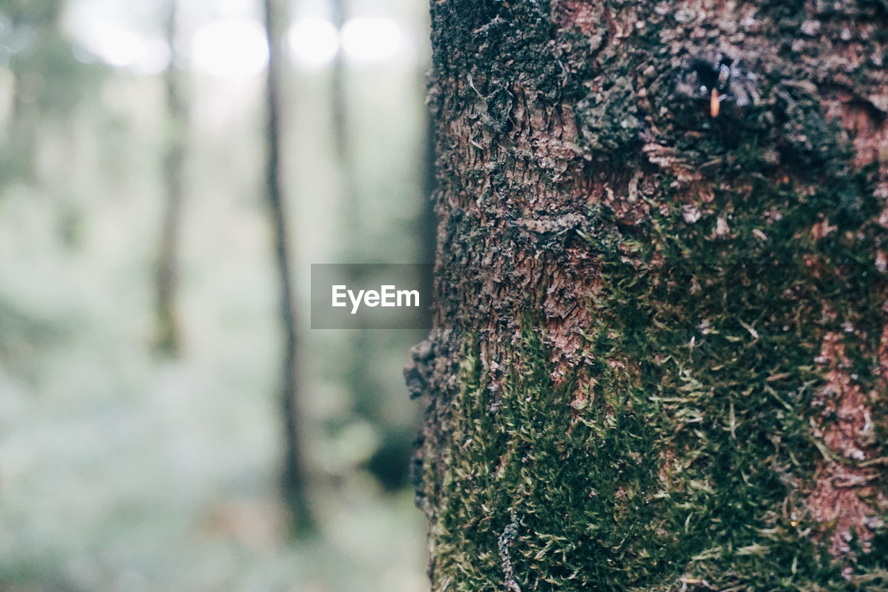 Close-up of tree trunk in forest