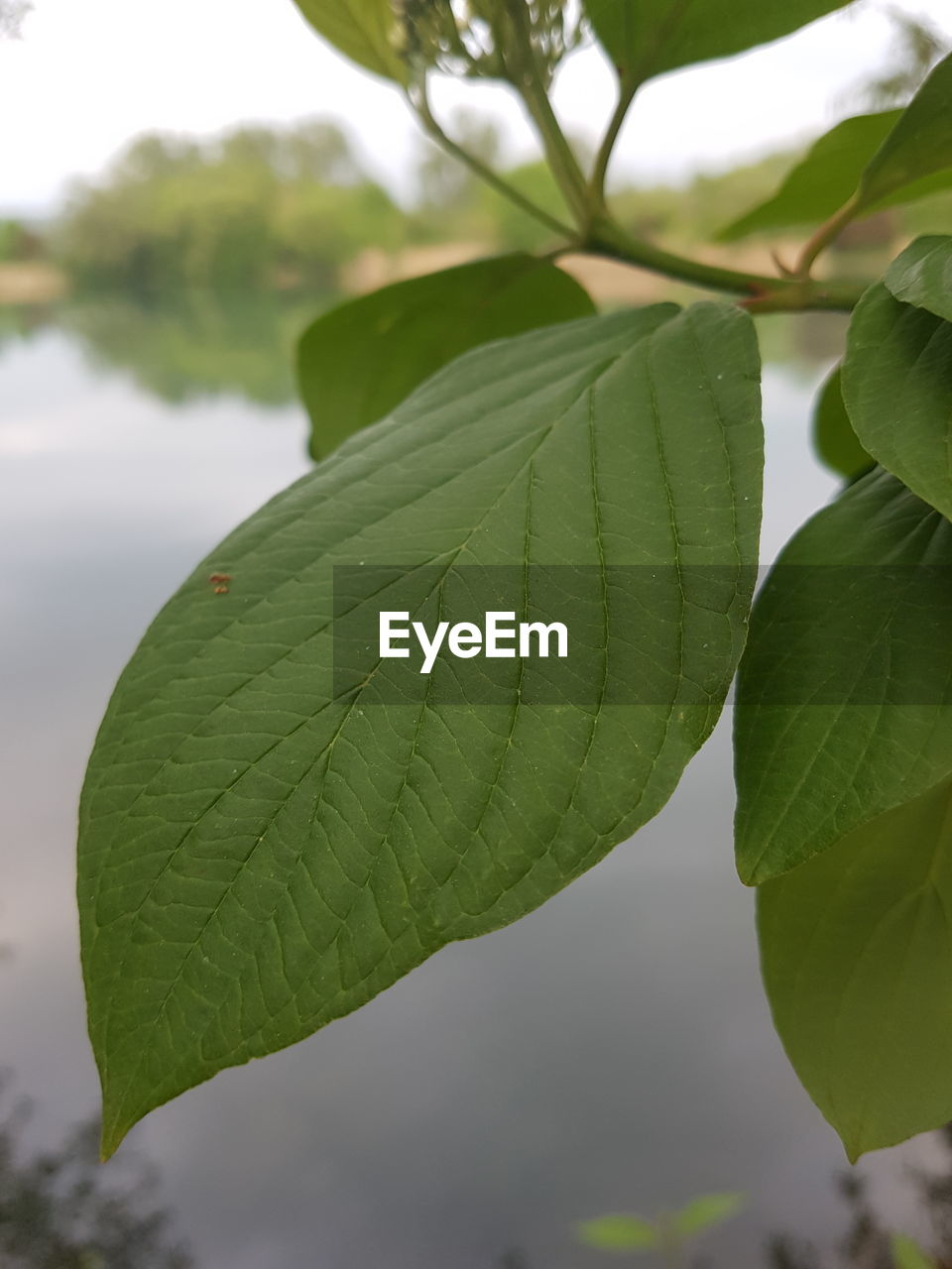 CLOSE-UP OF LEAVES ON LEAF