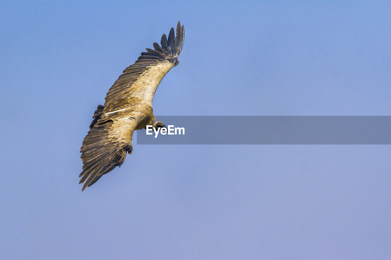 LOW ANGLE VIEW OF EAGLE FLYING AGAINST CLEAR SKY