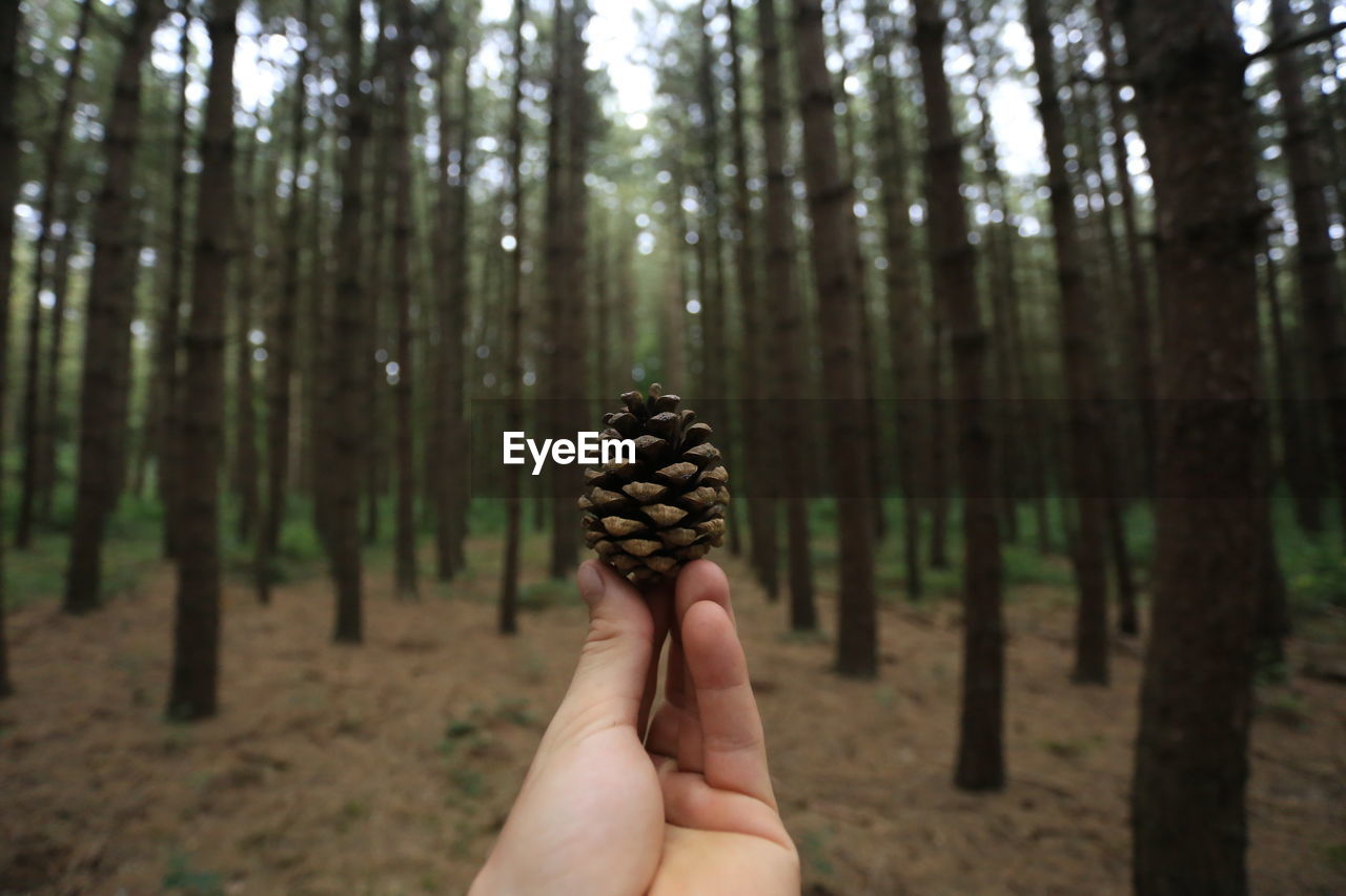 Close-up of hand holding pine cone against trees