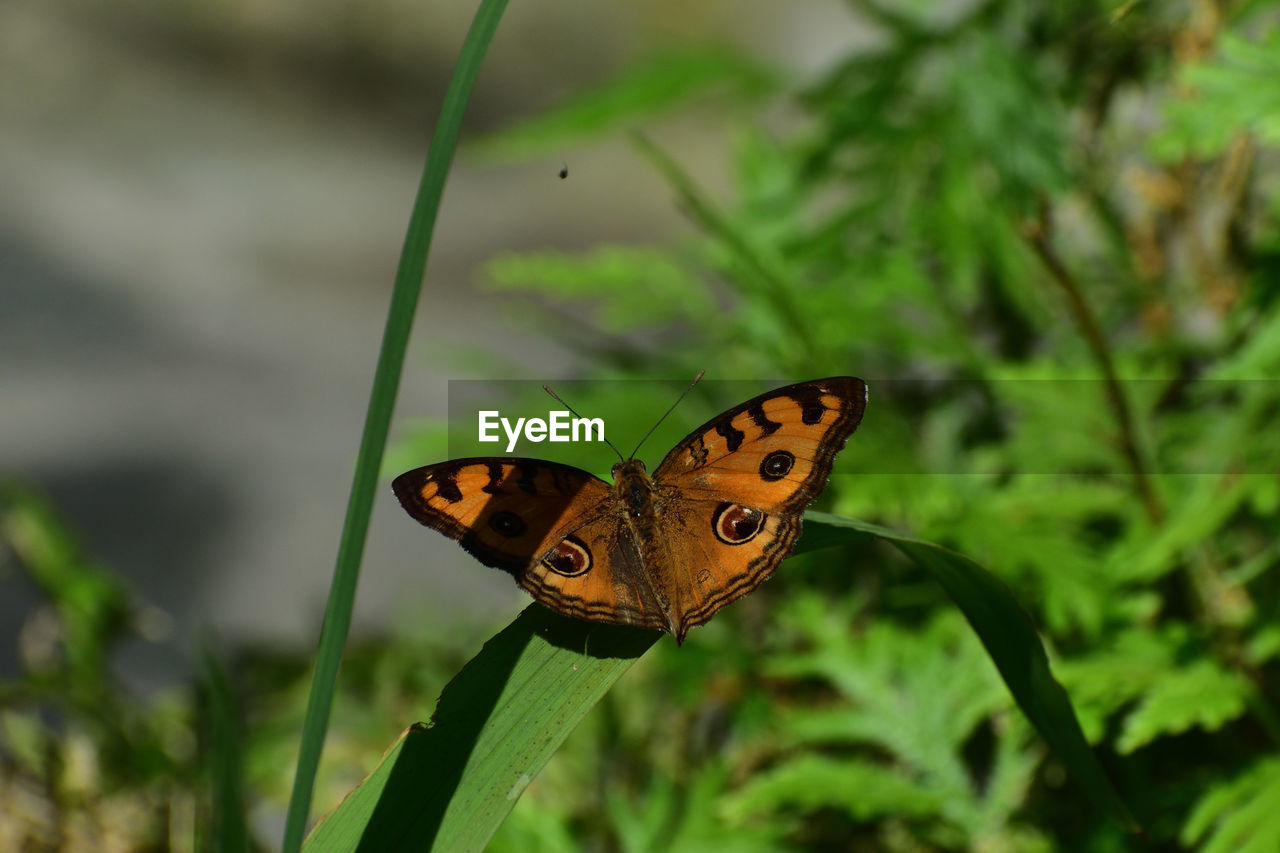 BUTTERFLY POLLINATING FLOWER