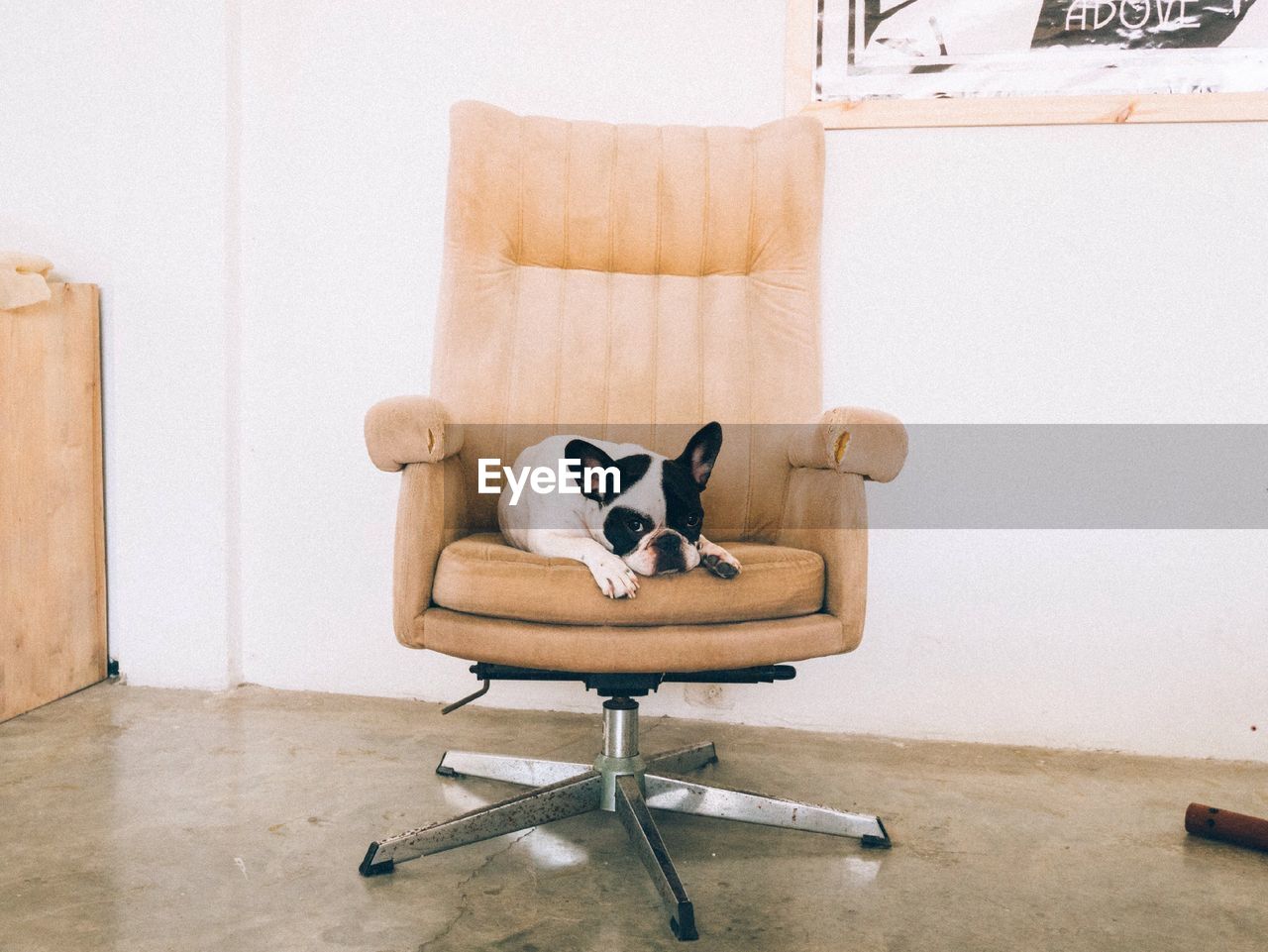 Portrait of french bulldog relaxing on office chair against white wall