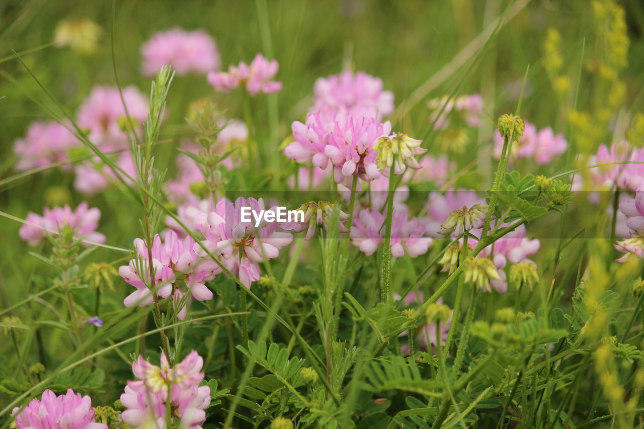 Close-up of pink flowering plants on field