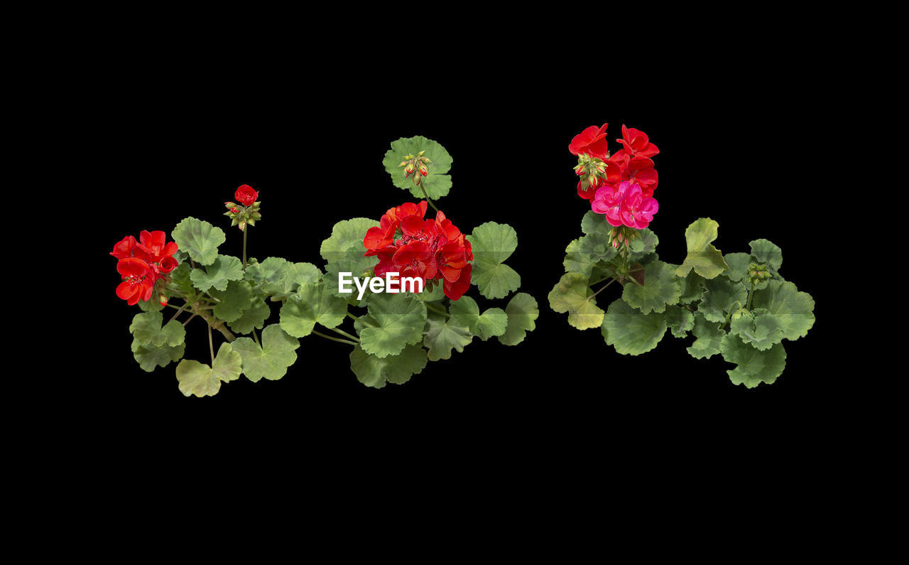 CLOSE-UP OF PLANTS AGAINST BLACK BACKGROUND