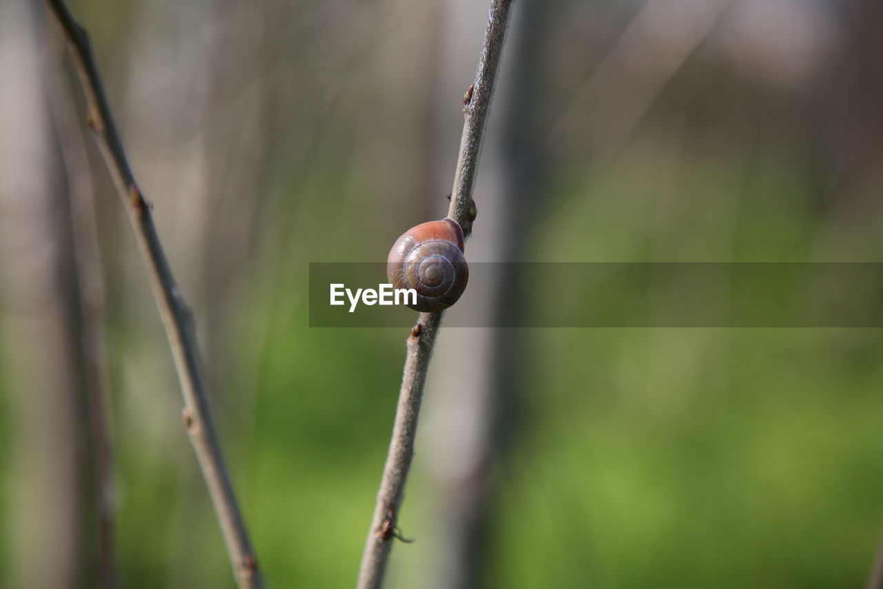 CLOSE-UP OF SNAIL