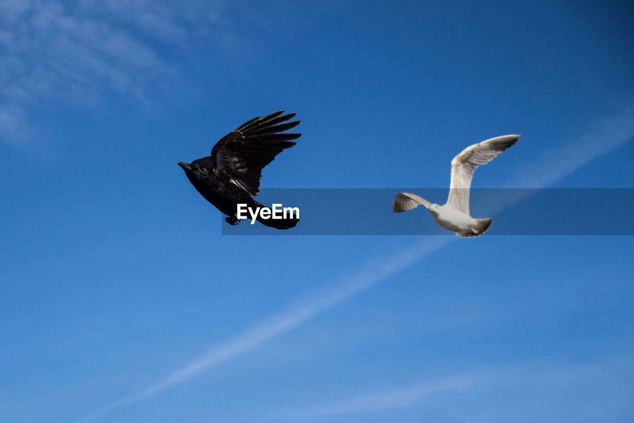 Low angle view of birds flying against blue sky