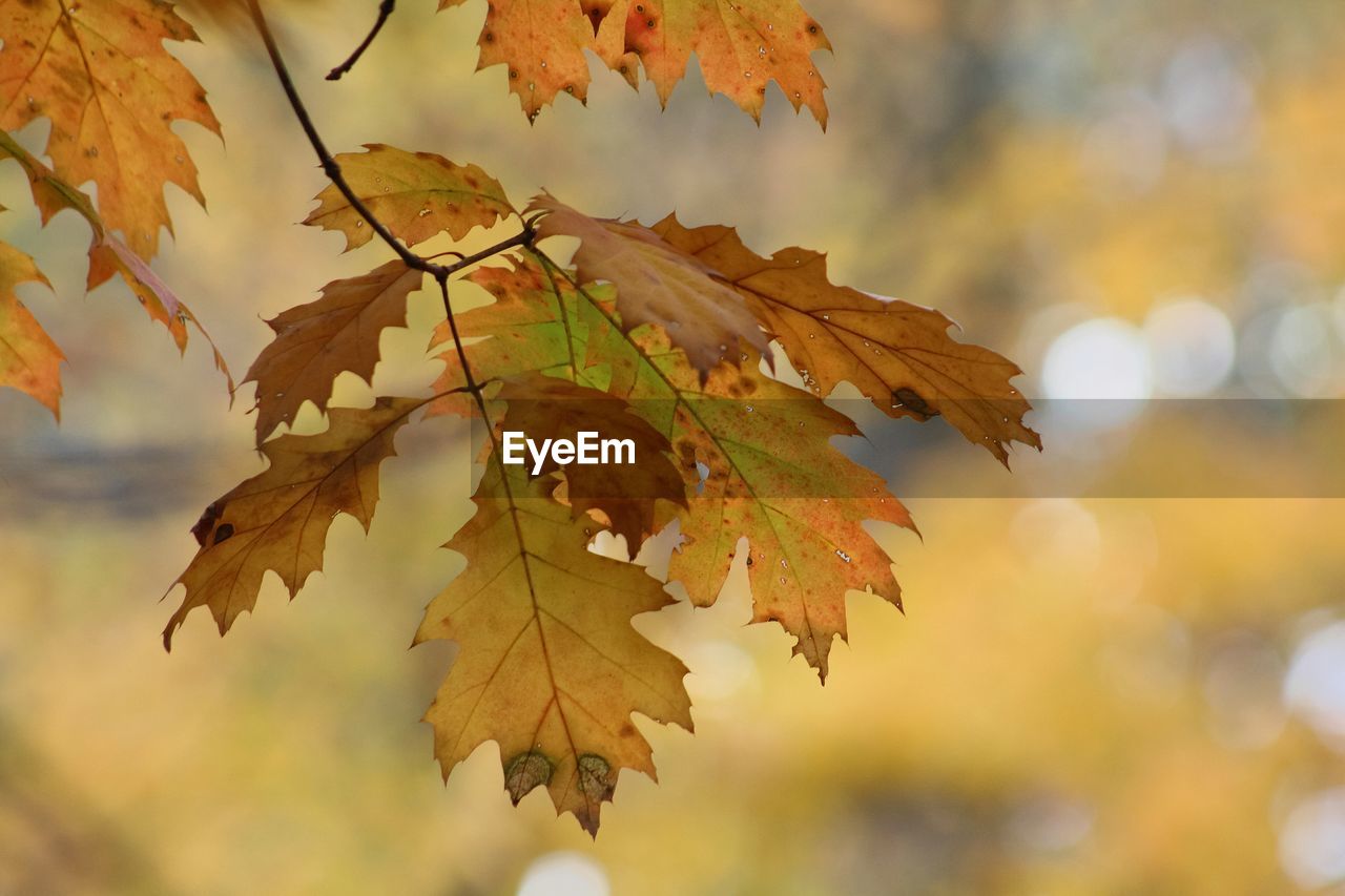 Close-up of maple leaves against sky