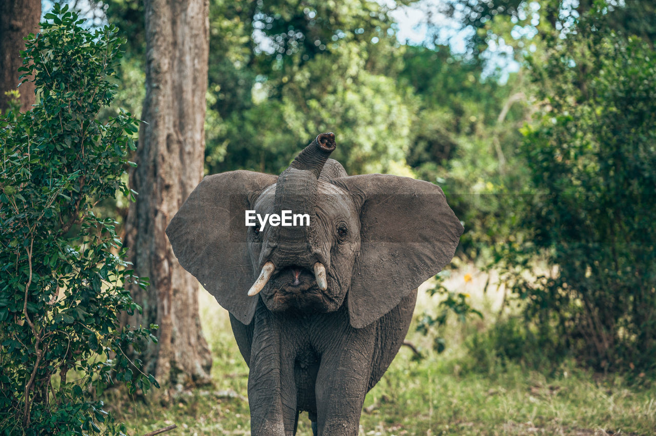 Elephant in a forest