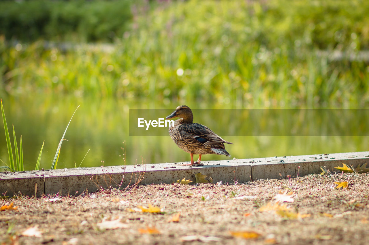 Baby duck near the lake.