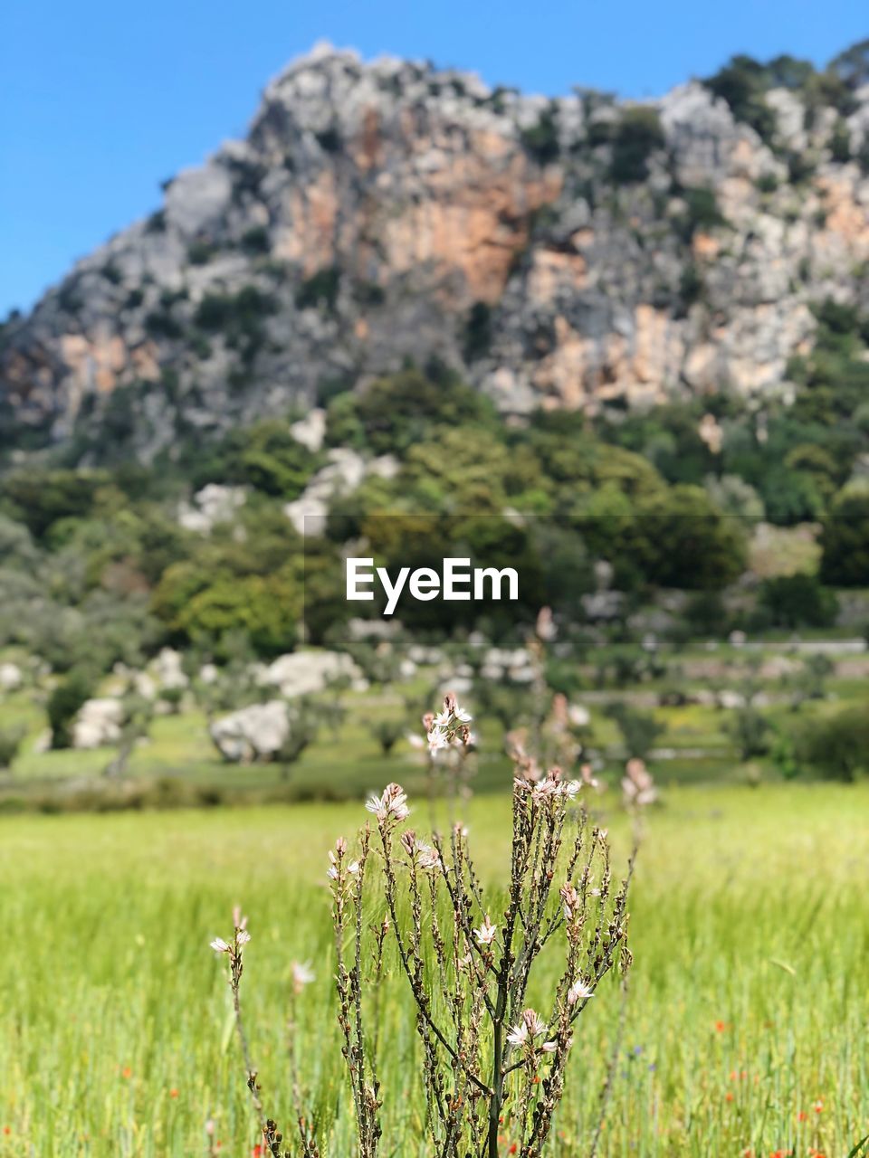 Scenic view of flowering plants on land