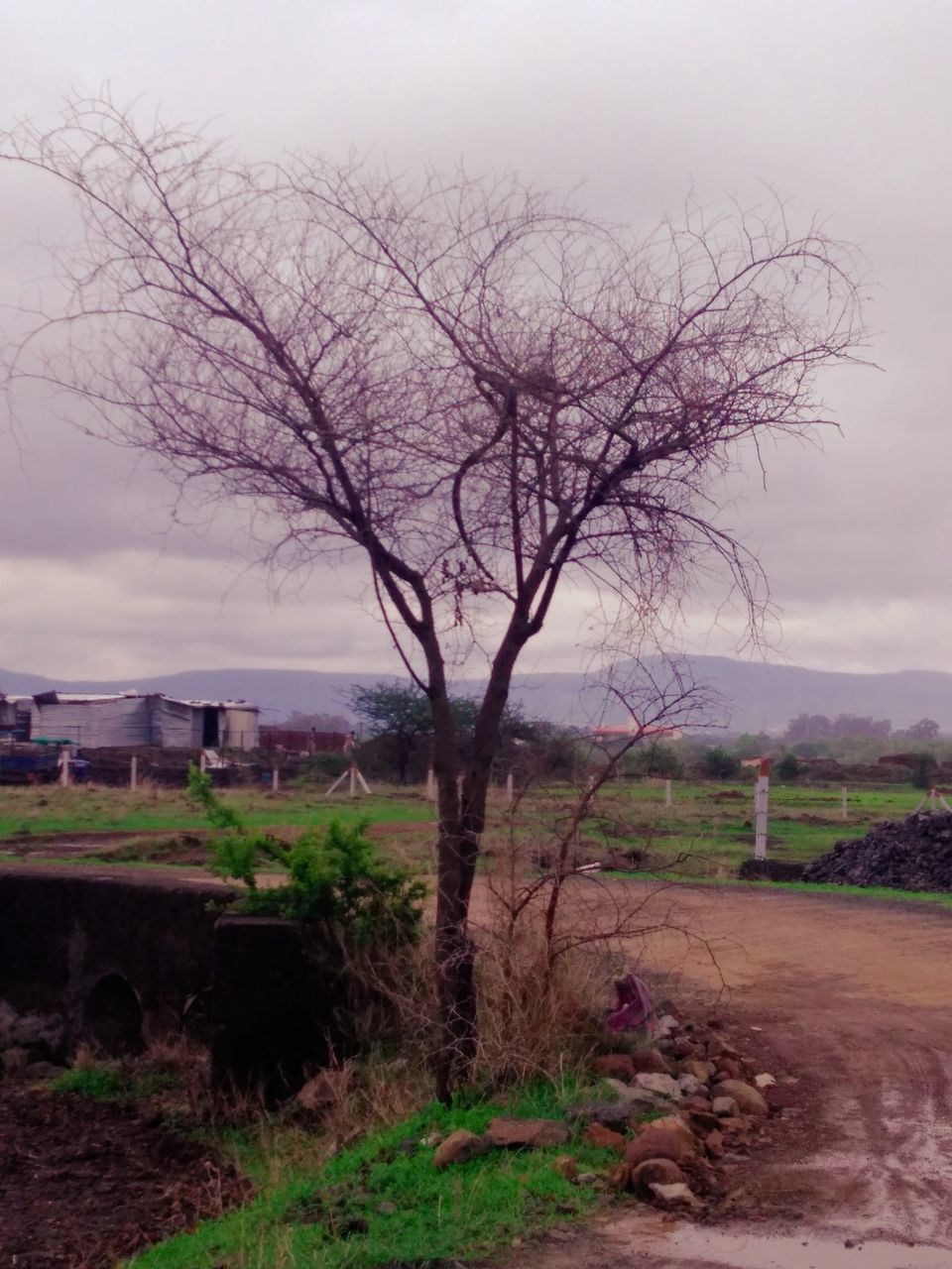 BARE TREE IN FIELD