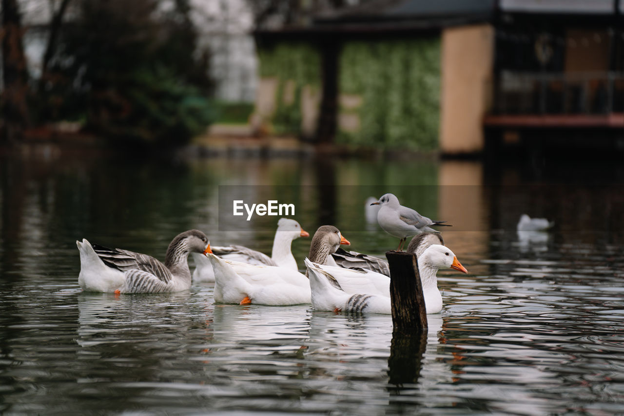 Ducks and geese swimming in lake