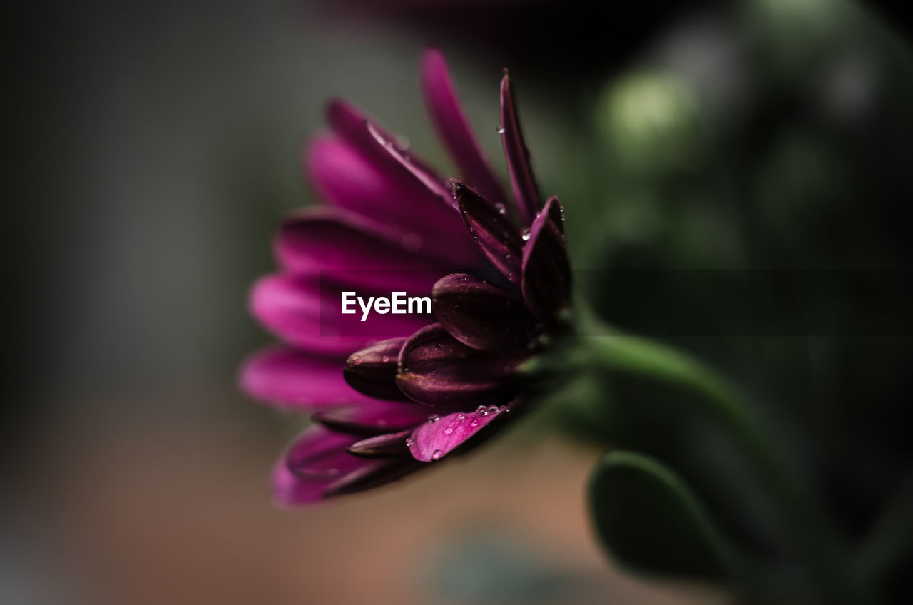 Close-up of purple flower