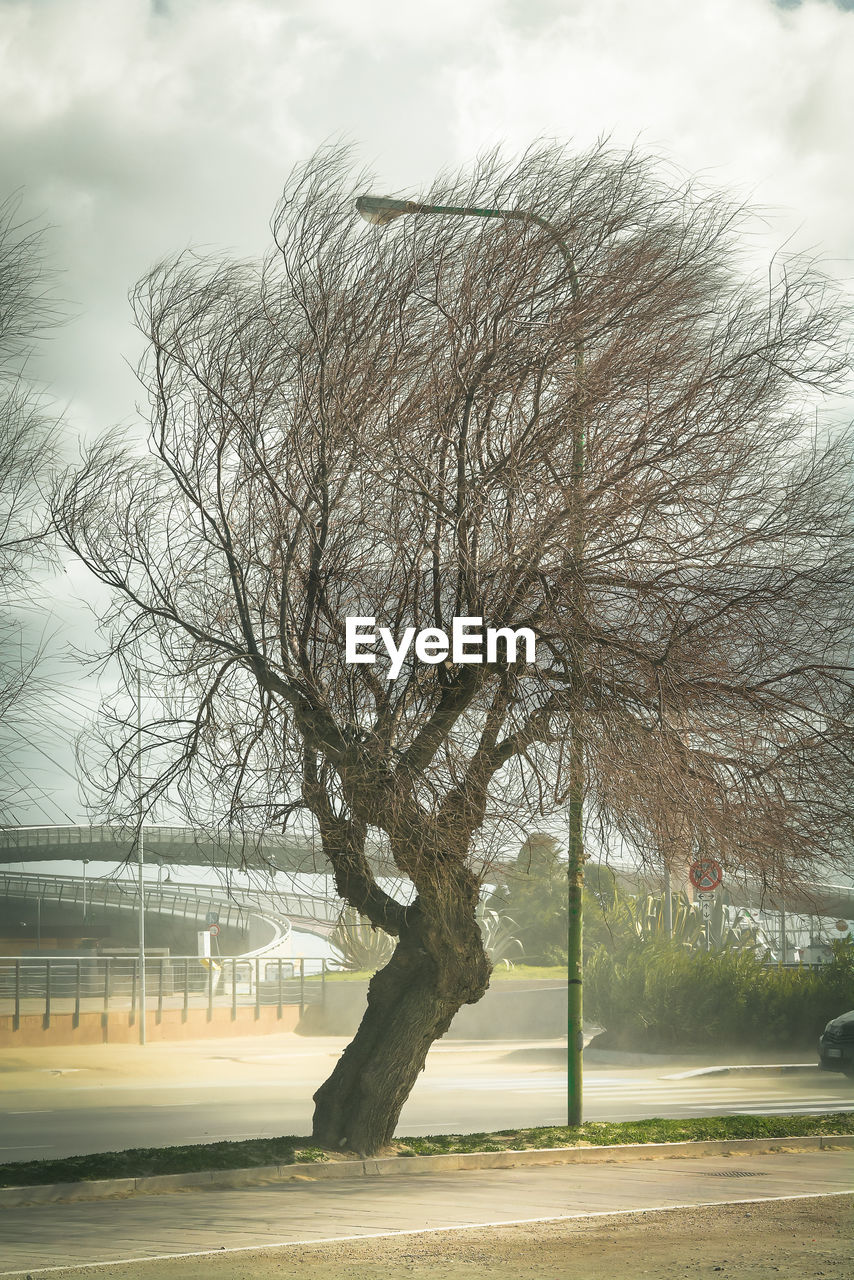 BARE TREE ON FIELD BY WATER AGAINST SKY