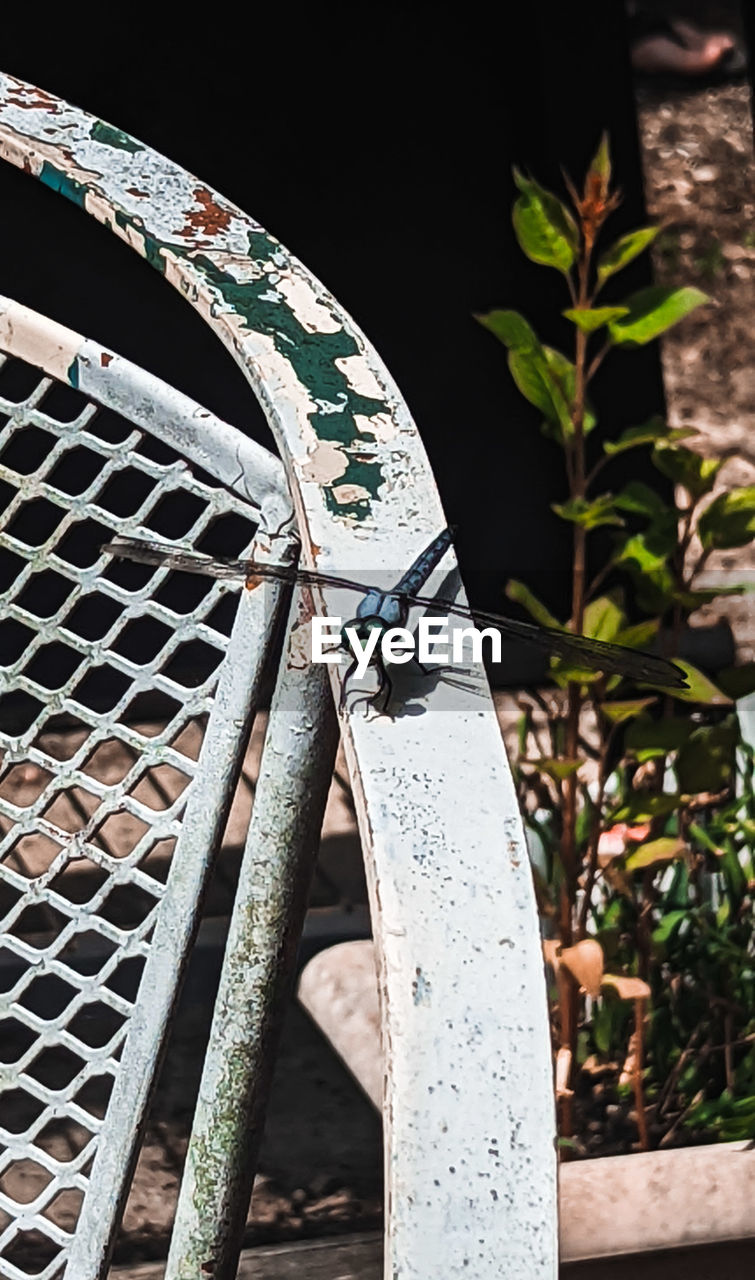 nature, green, iron, no people, spring, plant, metal, outdoors, day, leaf, close-up, plant part