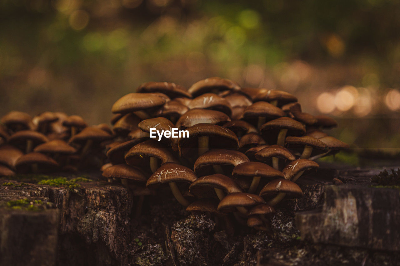 nature, tree, forest, mushroom, autumn, leaf, plant, fungus, food, vegetable, no people, macro photography, land, growth, close-up, focus on foreground, soil, food and drink, beauty in nature, outdoors, brown, woodland, natural environment, selective focus, wood, day, tree trunk