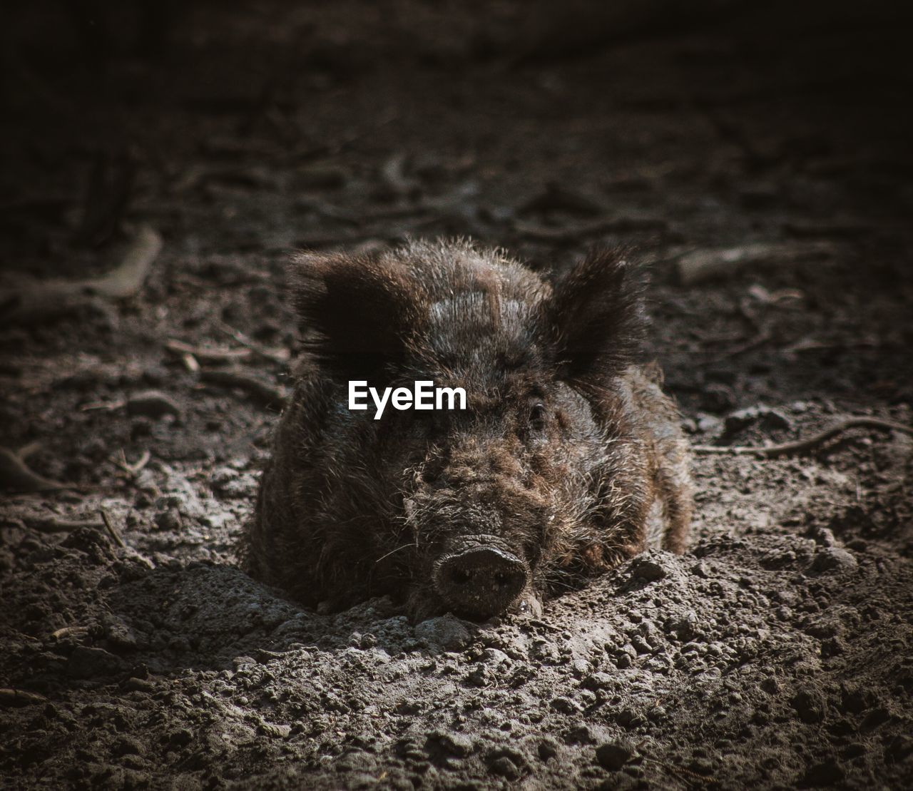 View of a wild boar on field