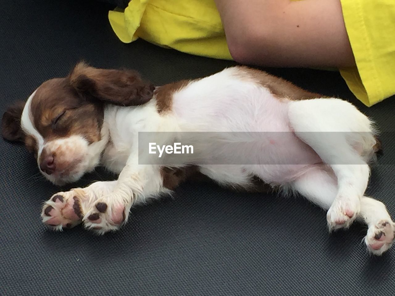 High angle view of puppy sleeping on floor