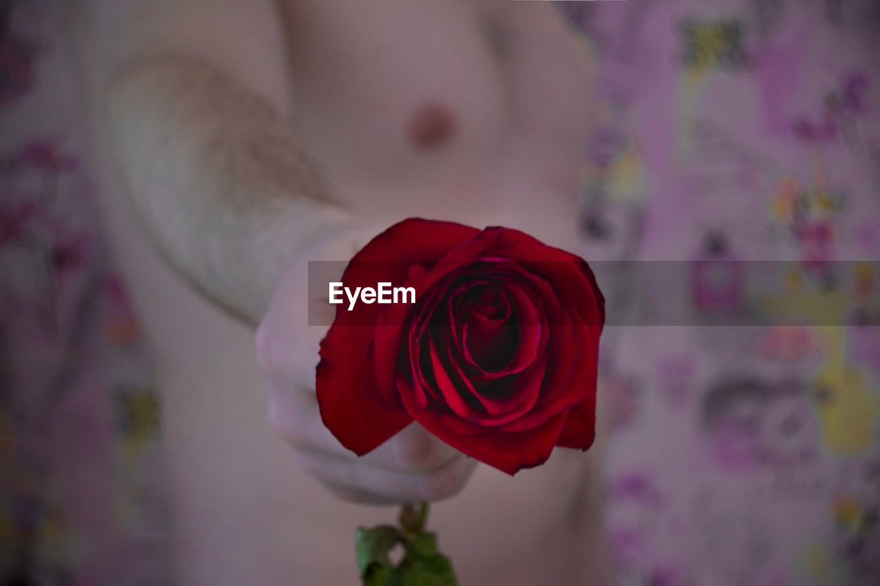 Close-up of red rose