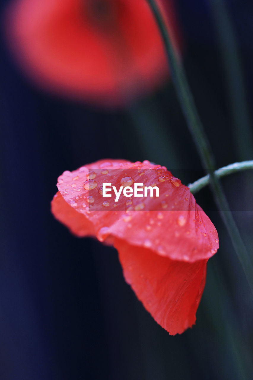 Close-up of water drops on poppy flower