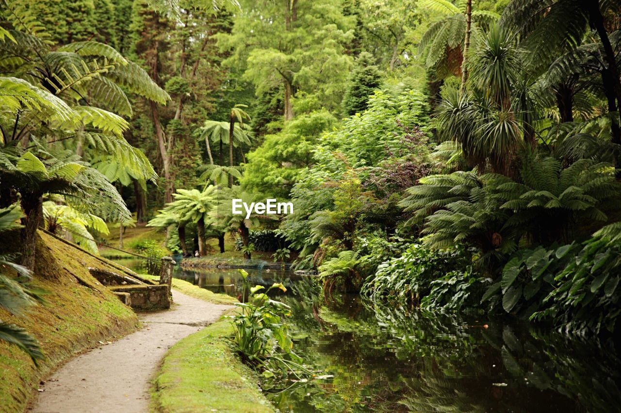 SCENIC VIEW OF TREES IN GARDEN