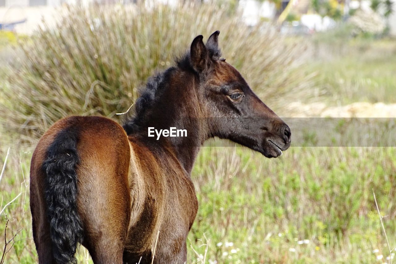 View of a horse on field