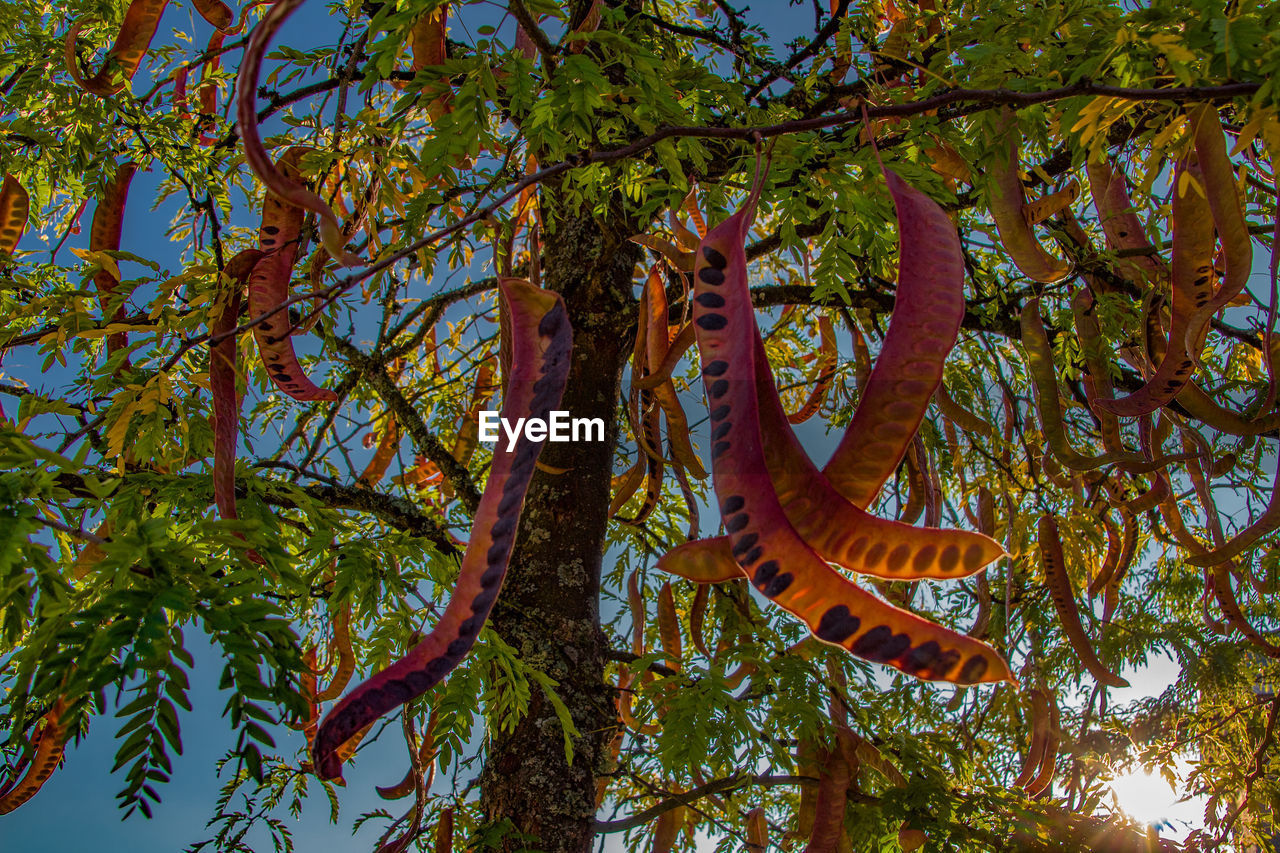 LOW ANGLE VIEW OF AN TREE