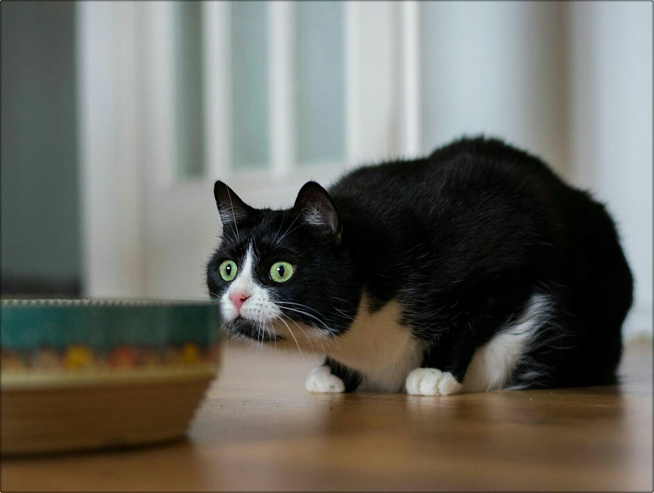 Close-up of black and white cat indoors