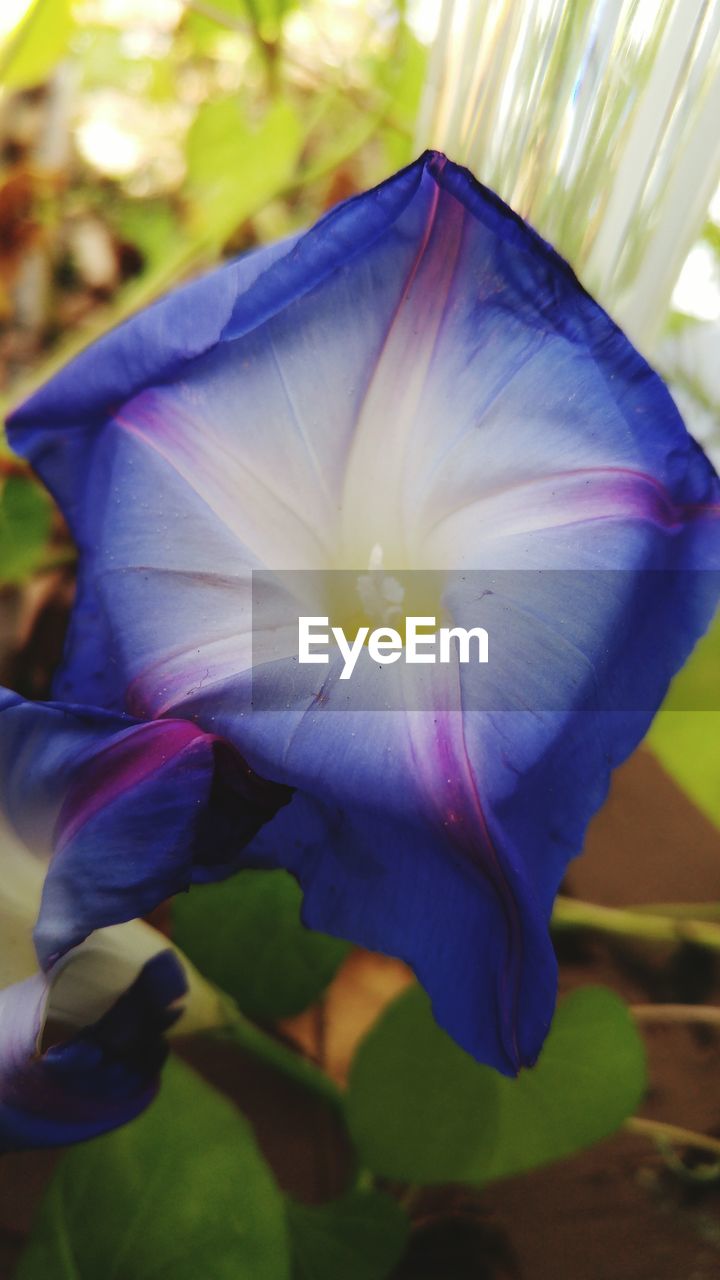 CLOSE-UP OF FLOWER BLOOMING