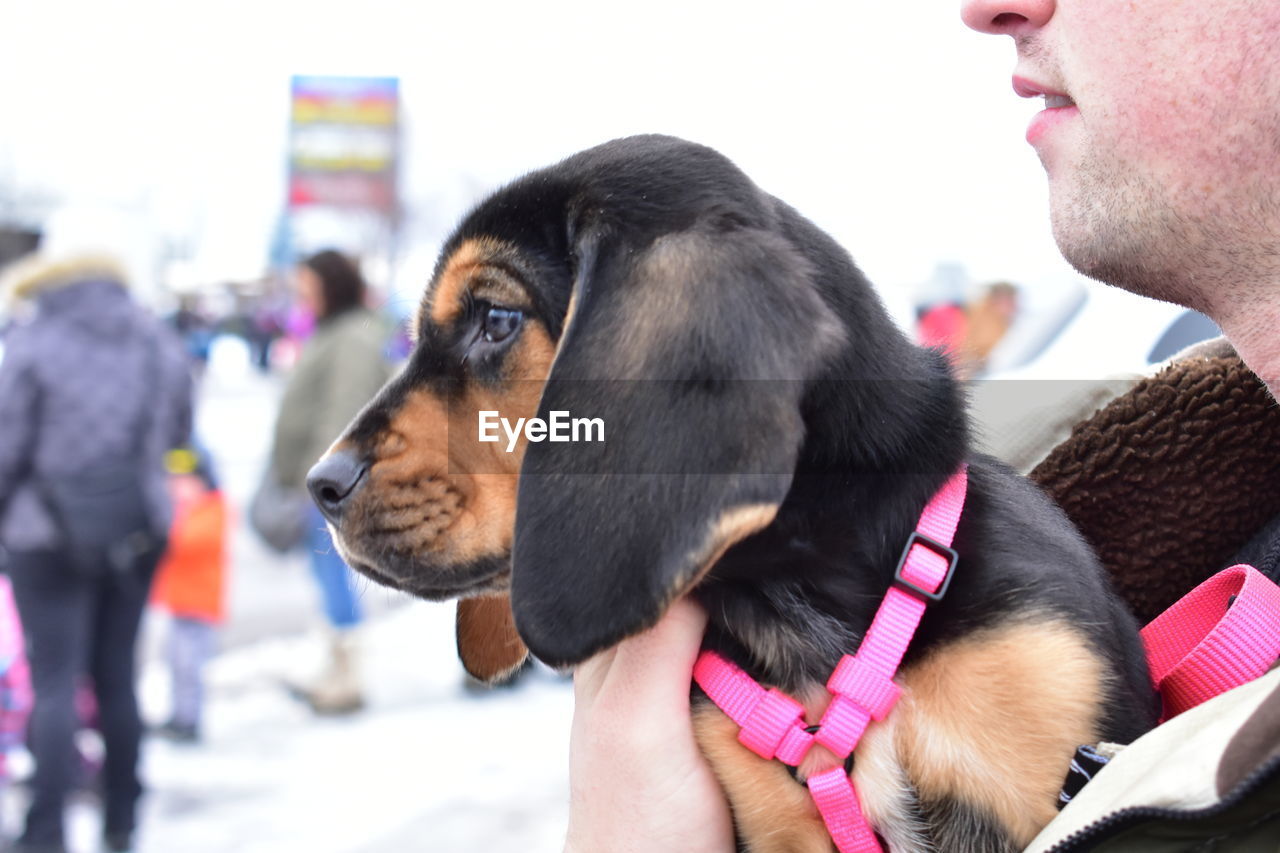 Midsection of man holding puppy