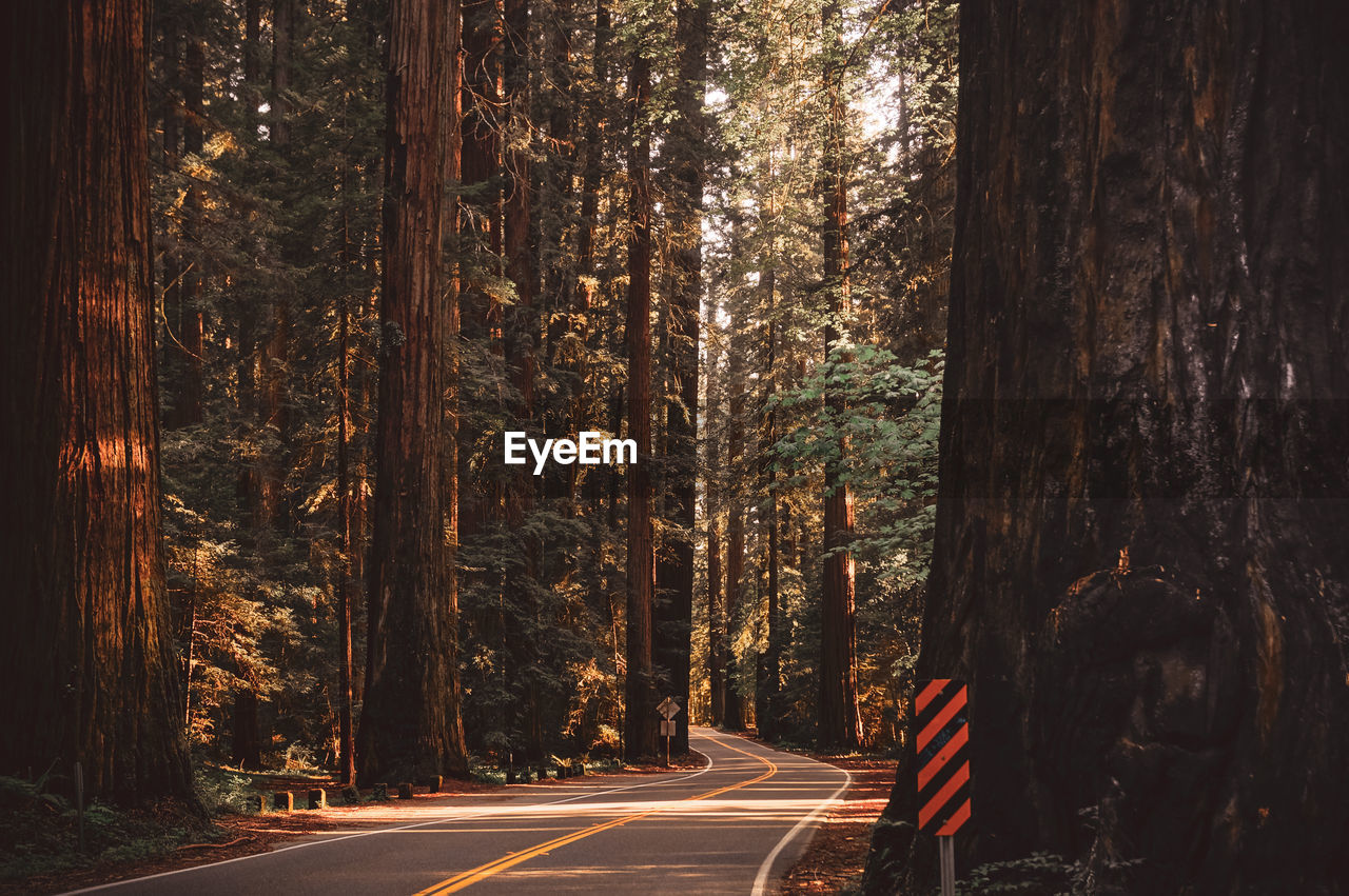 Road amidst giant trees in forest