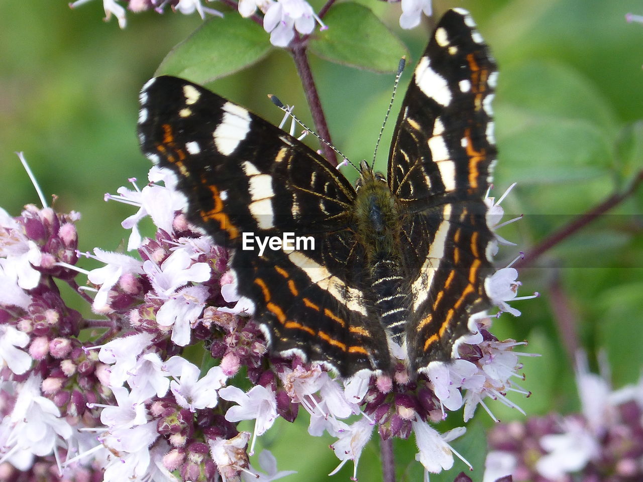 CLOSE-UP OF BUTTERFLY ON FLOWER