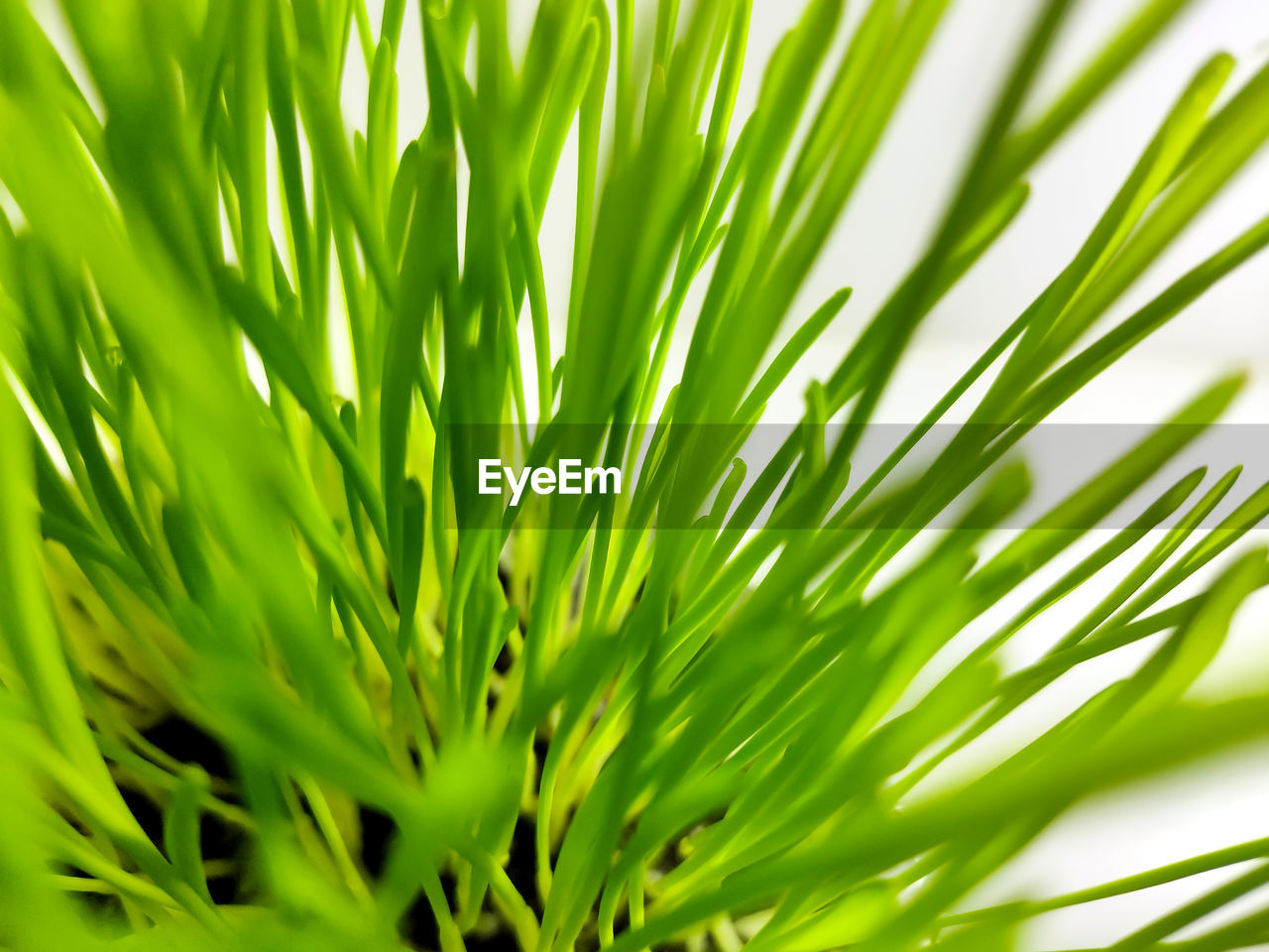 Closeup of fresh green wheat grass plant in pot. 
