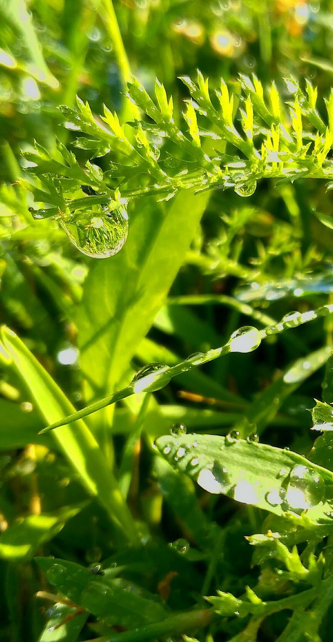 CLOSE-UP OF FRESH GREEN LEAF