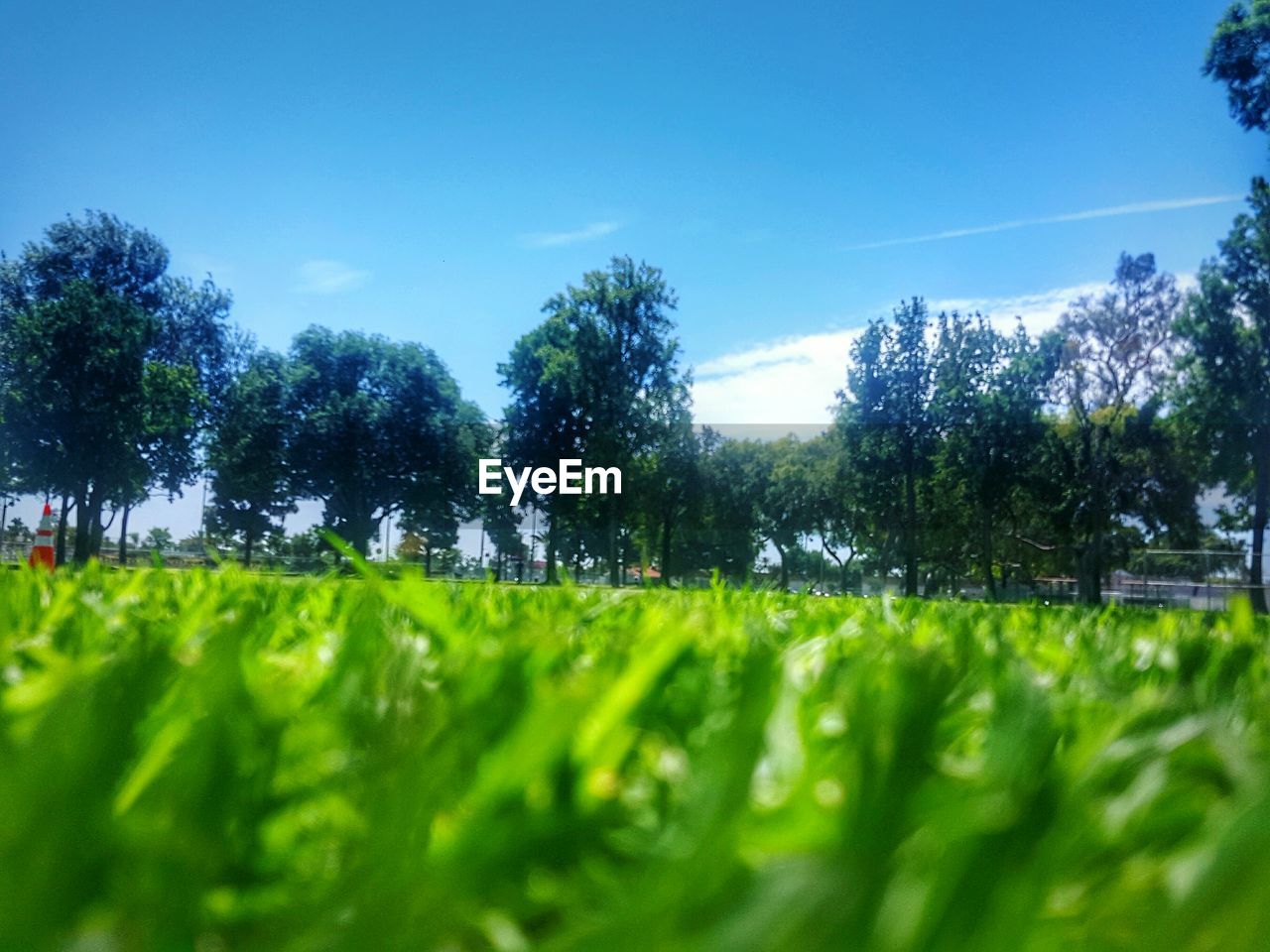 TREES ON GRASSY FIELD