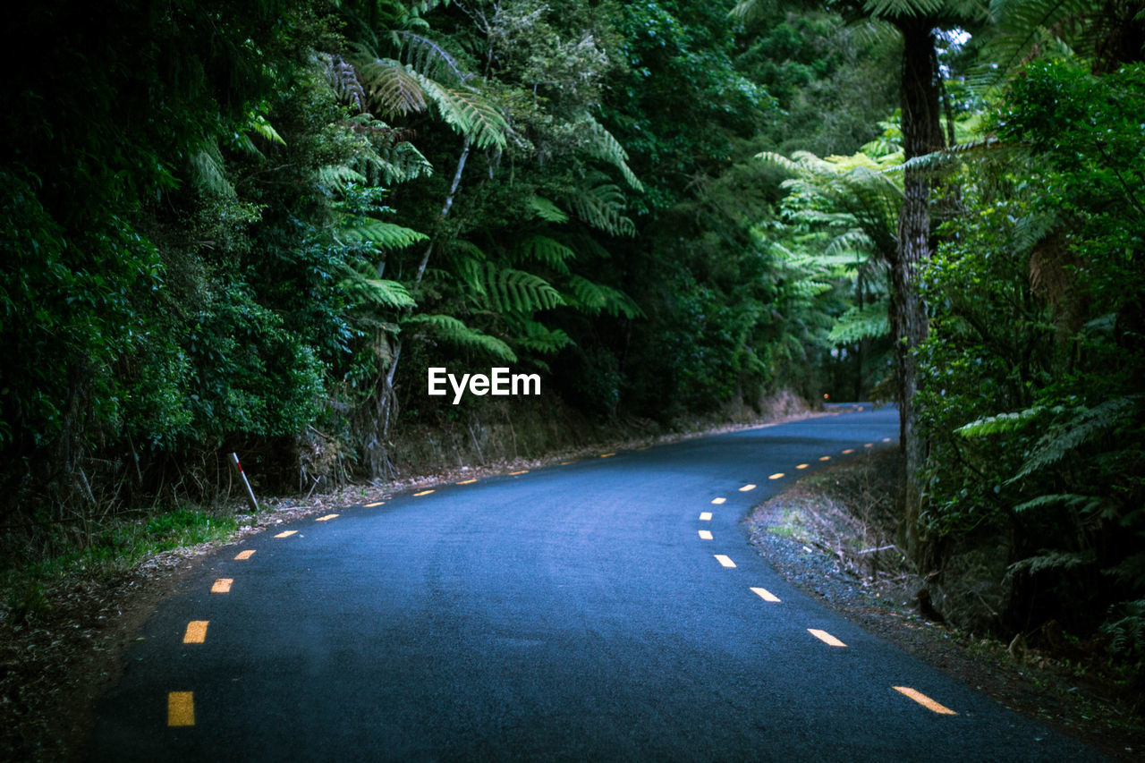 ROAD PASSING THROUGH FOREST