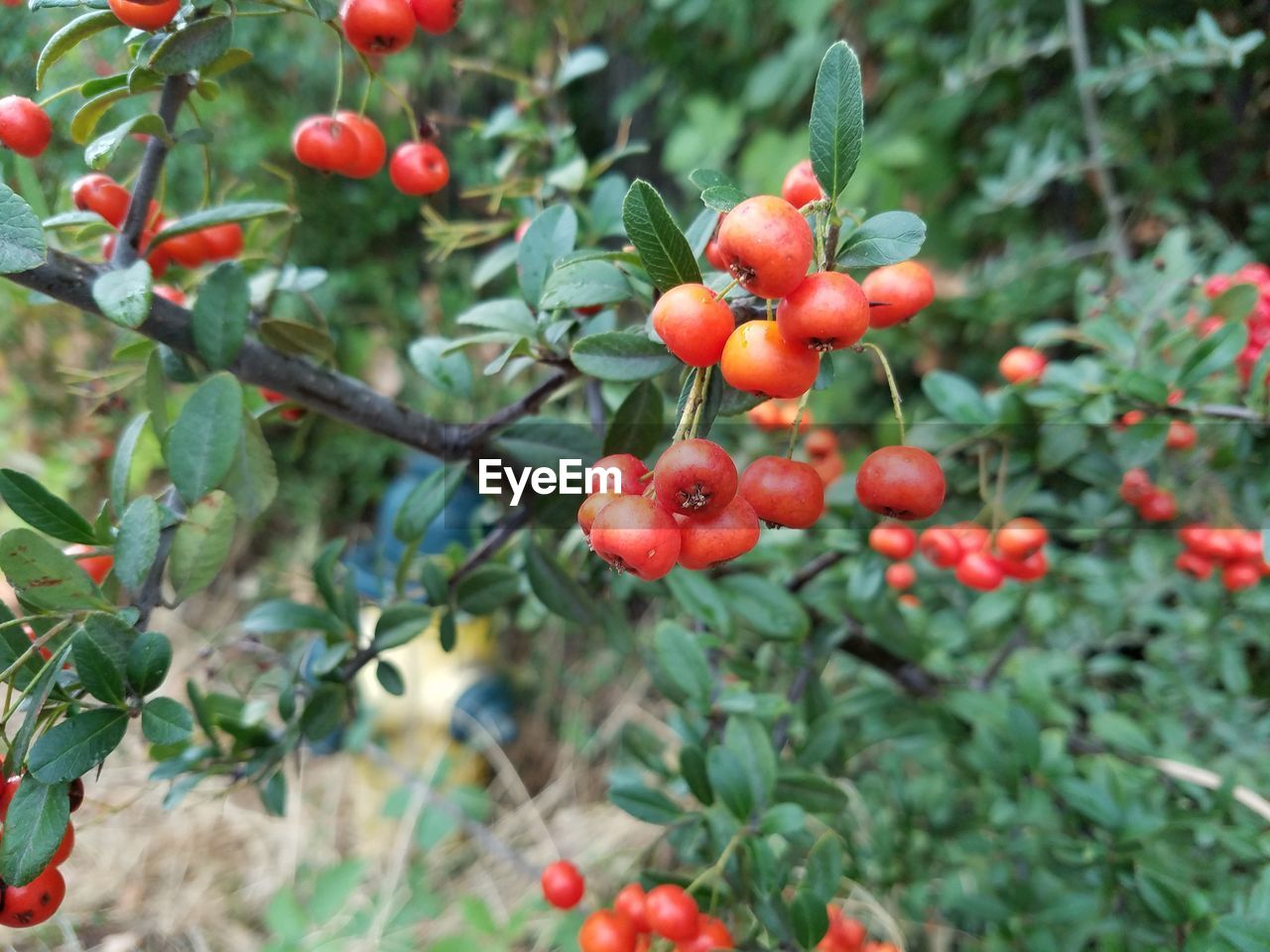 CLOSE-UP OF BERRIES GROWING ON TREE