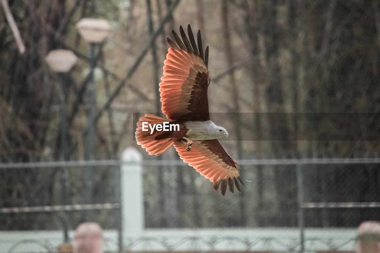 Close-up of bird flying outdoors