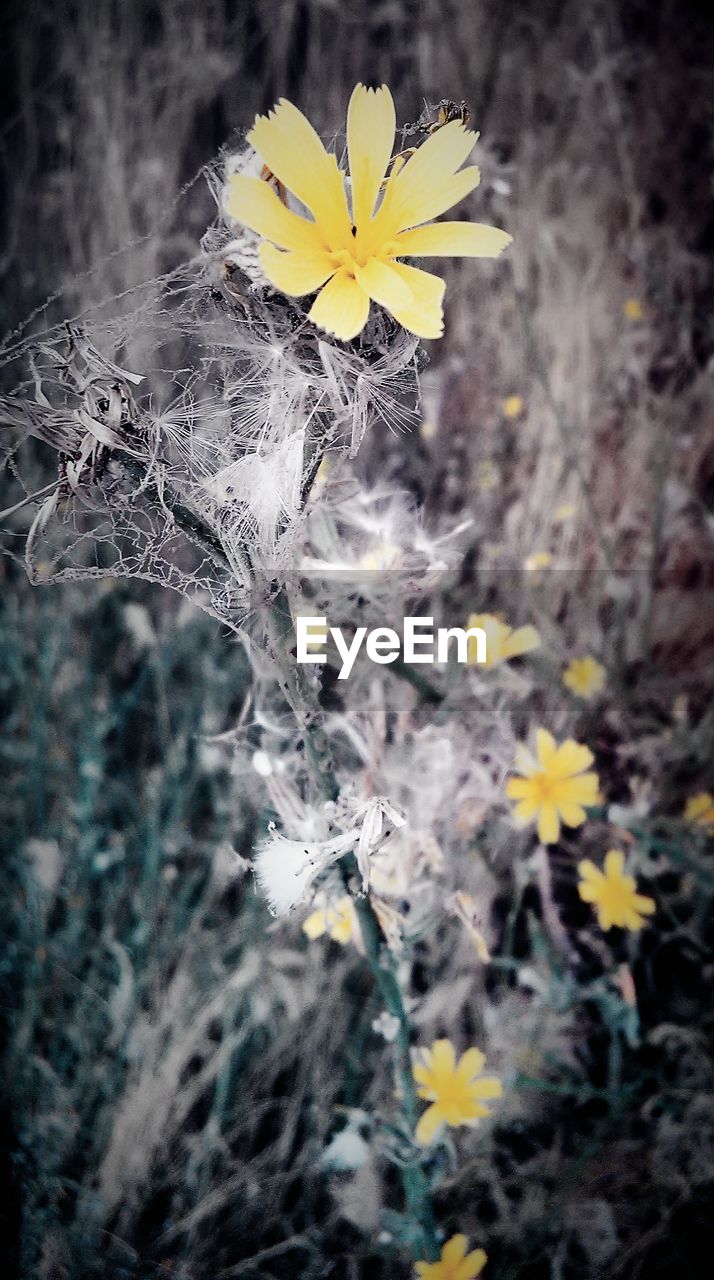 YELLOW FLOWERS BLOOMING OUTDOORS