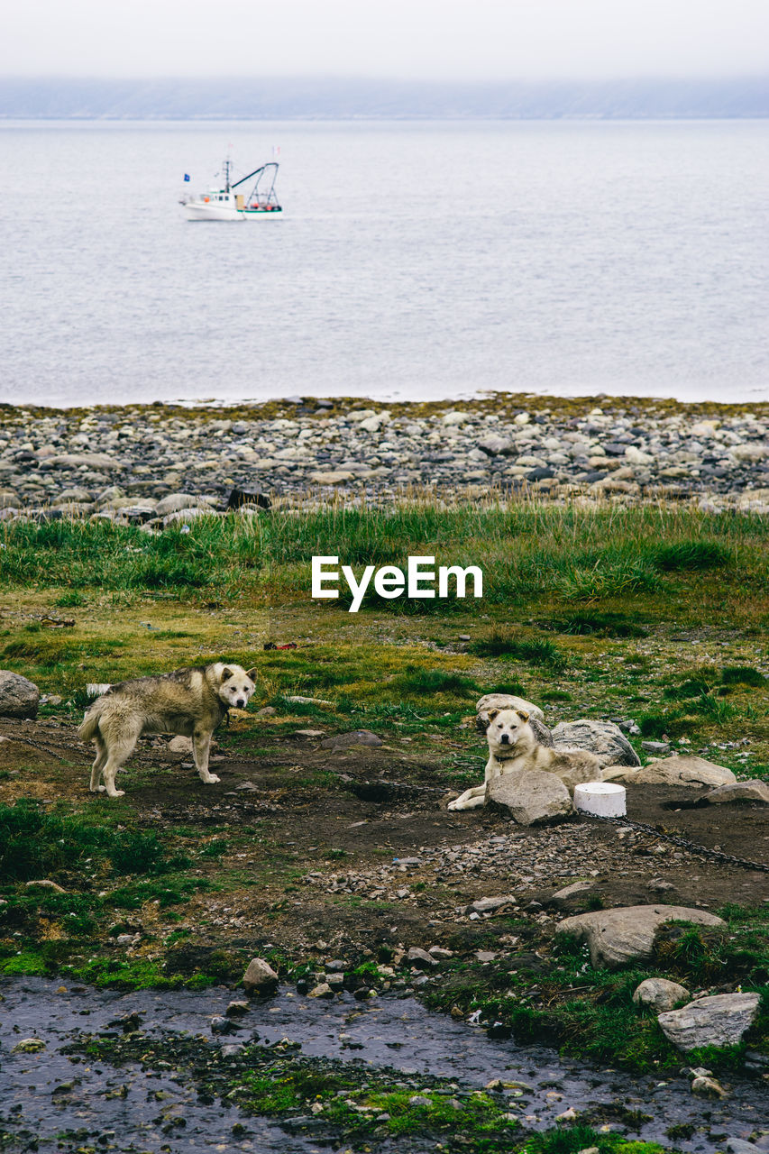 Dogs by sea