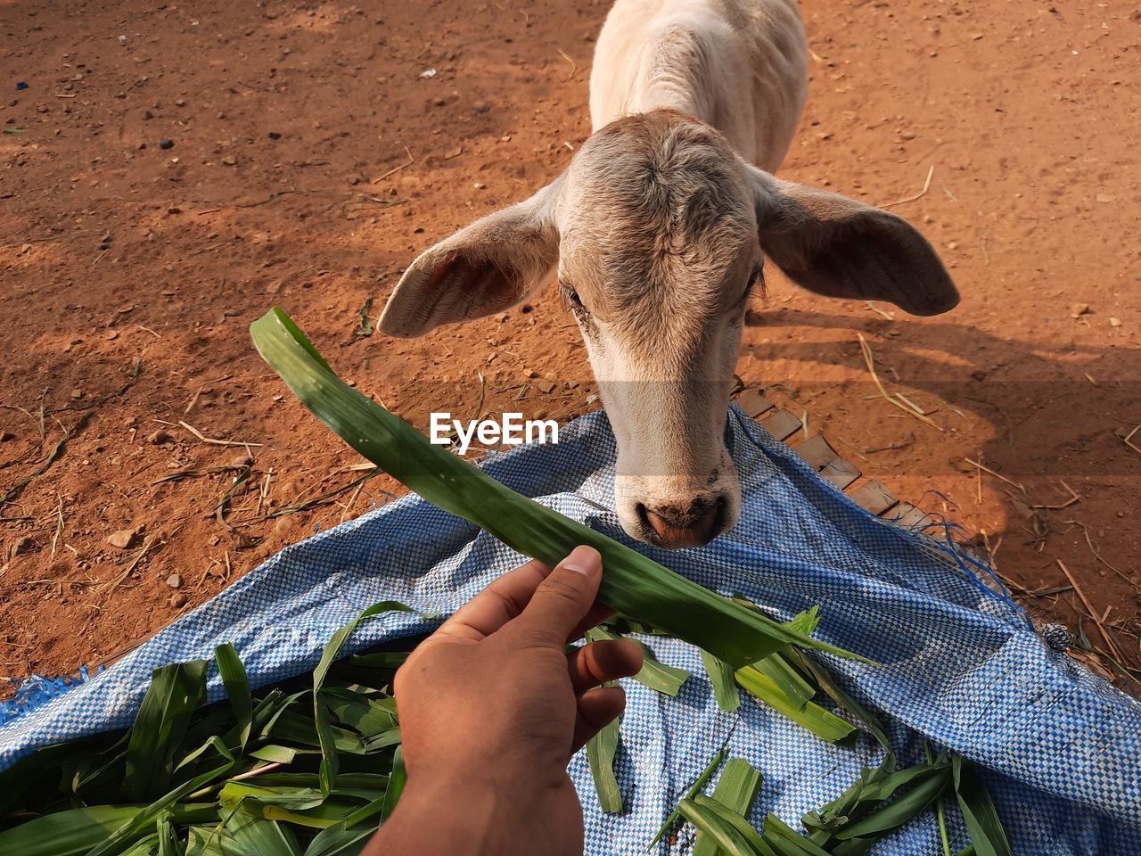 HIGH ANGLE VIEW OF HUMAN HAND EATING LEAF