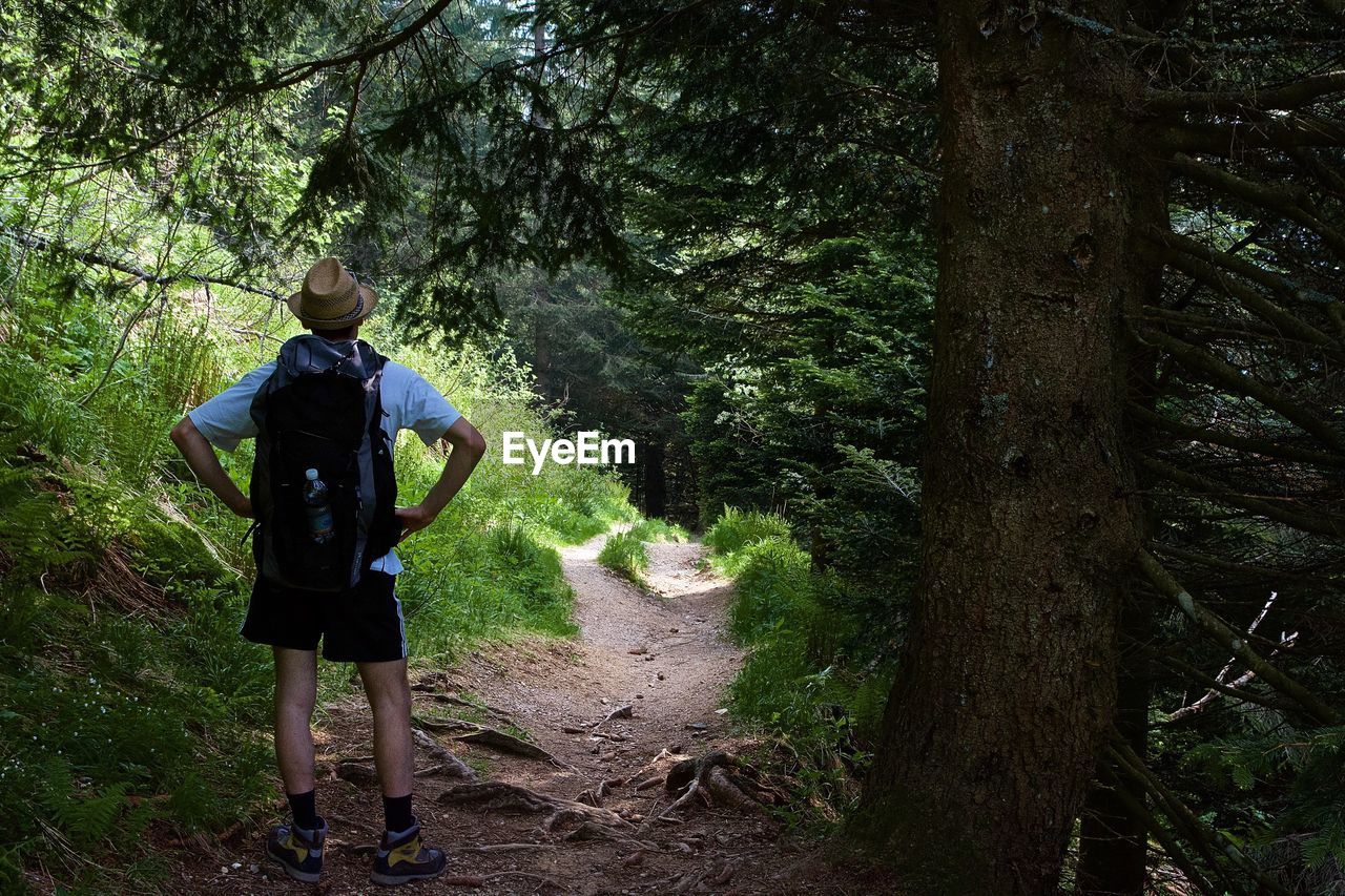 Rear view of man standing by tree in forest