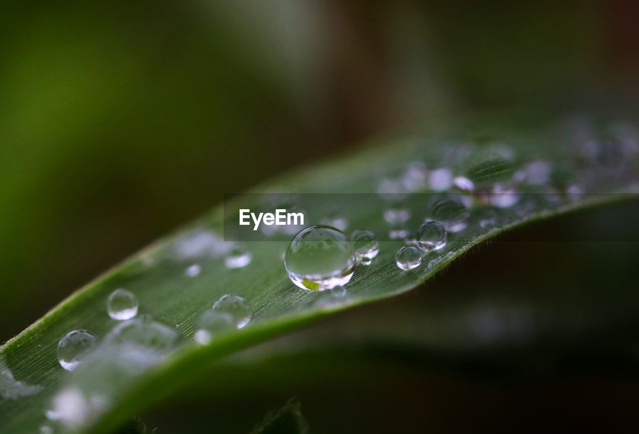 drop, water, wet, plant, green, leaf, dew, plant part, close-up, nature, moisture, beauty in nature, no people, selective focus, freshness, macro photography, growth, rain, grass, flower, purity, fragility, outdoors, blade of grass, macro, plant stem, environment, raindrop, petal, day, focus on foreground, extreme close-up, tranquility