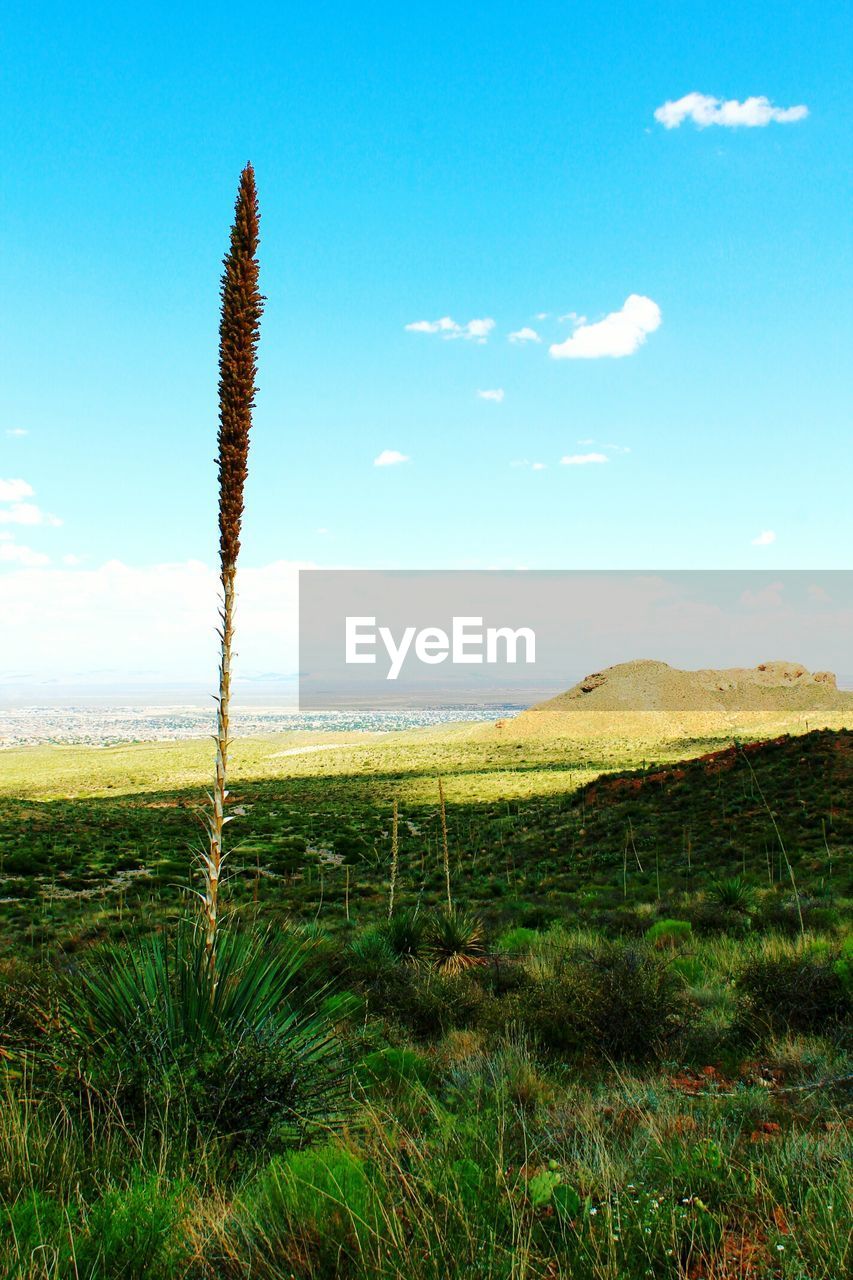 SCENIC VIEW OF GRASSY FIELD AGAINST SKY