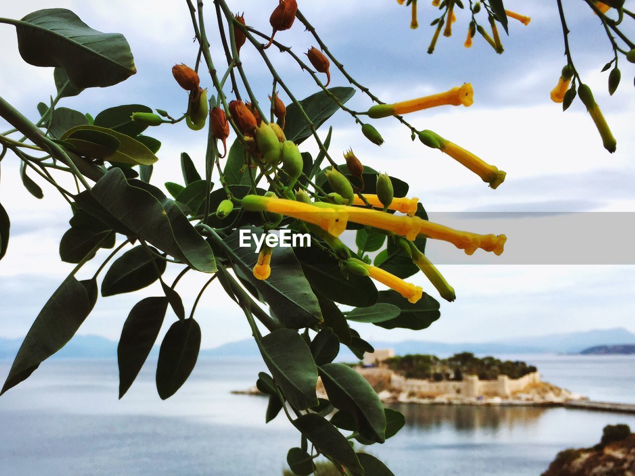 Close-up of yellow flowers blooming by lake